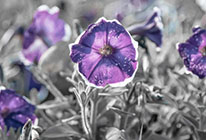 网页在线发短信平台