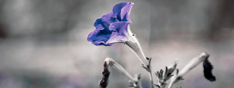 网页在线发短信平台